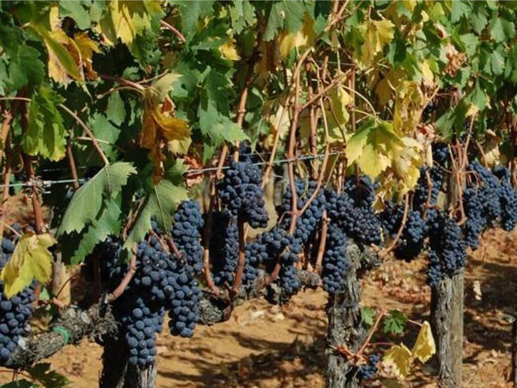 Agriturismo Borgo Dell'Aschetto Marina di Cerveteri Rom bilde
